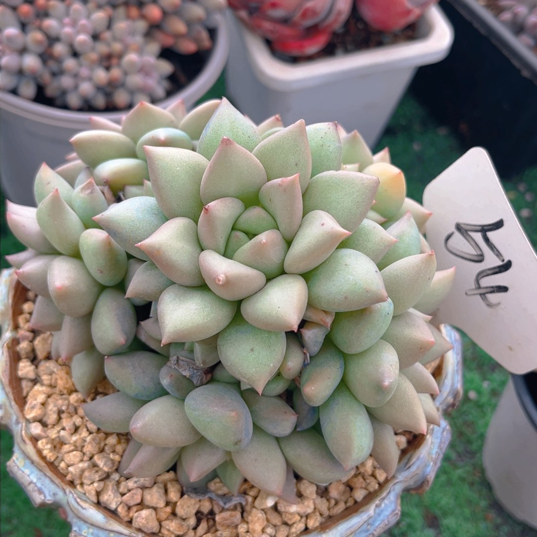 黄金象牙8888888880