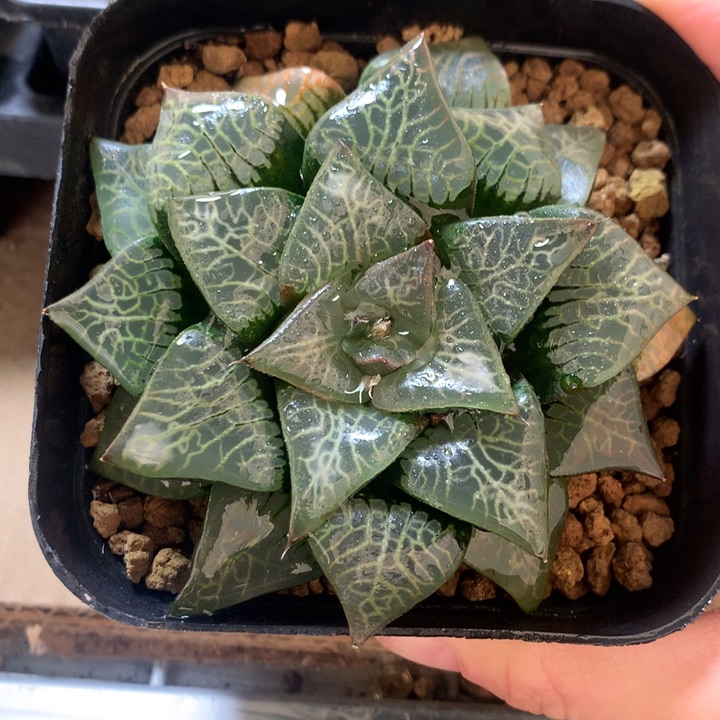 流纹克一物一拍带盆