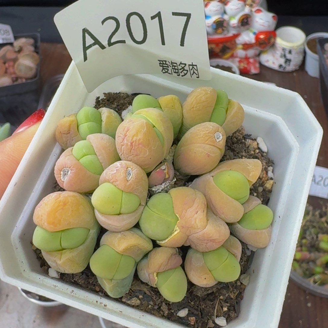 2017--生石花 肉锥