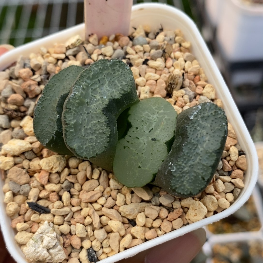 10蓝翼玉扇一物一拍