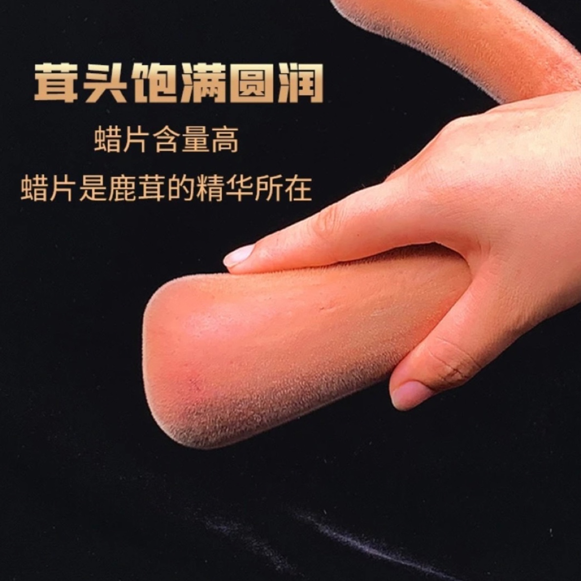 叁号2吉林鹿乡 新鲜鹿茸头茬传统滋补 营养 产地直发加酒加冰保鲜