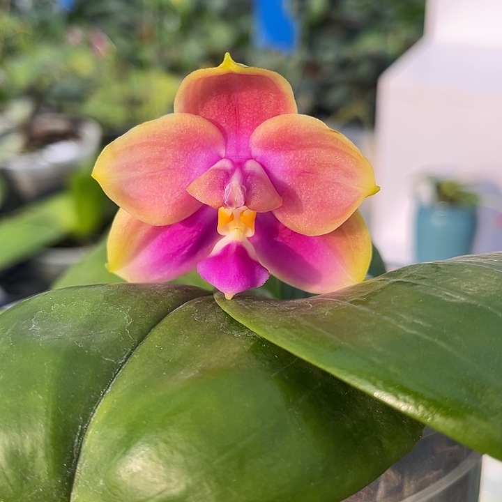 完全开放4.5寸杯BKH2221