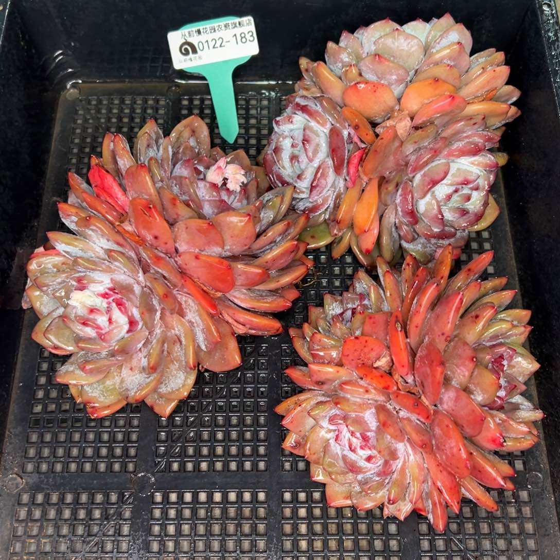 从前慢多肉精选编号0122.183