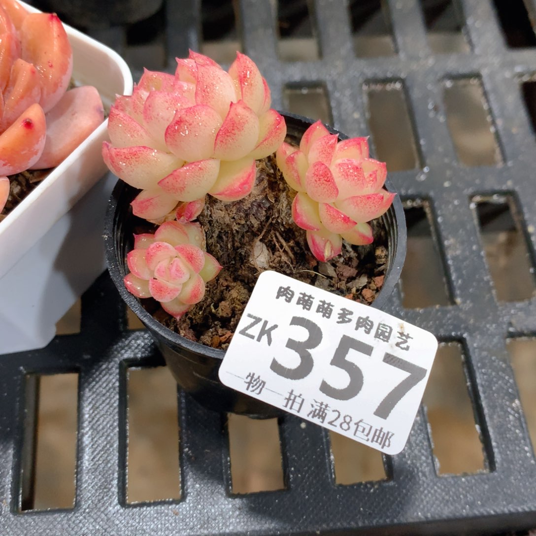 肉萌萌拇指盆精控多肉ZK357