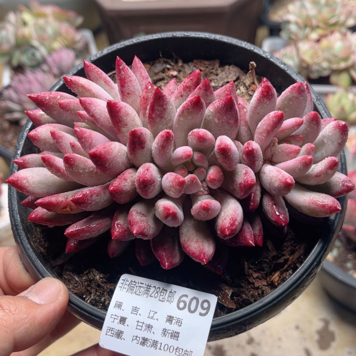【闪购商品】609虞美人