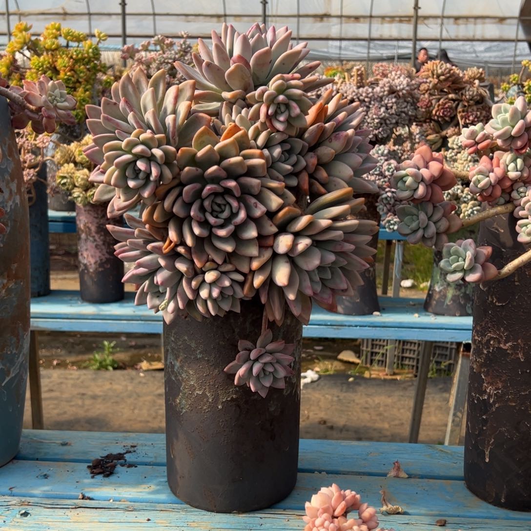 精品奥普琳娜悬崖 裸根