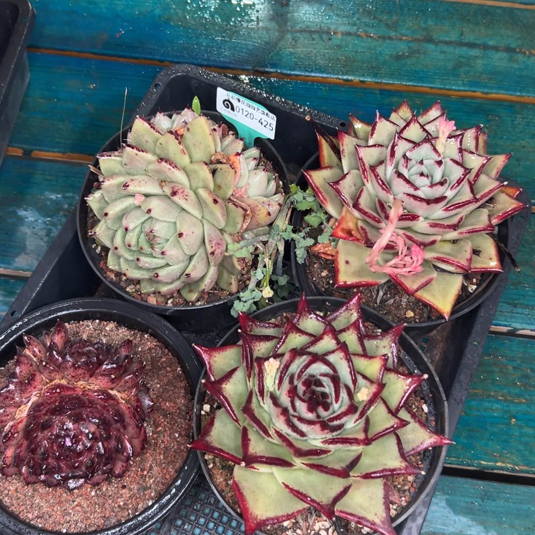 多肉一物一拍0120-425