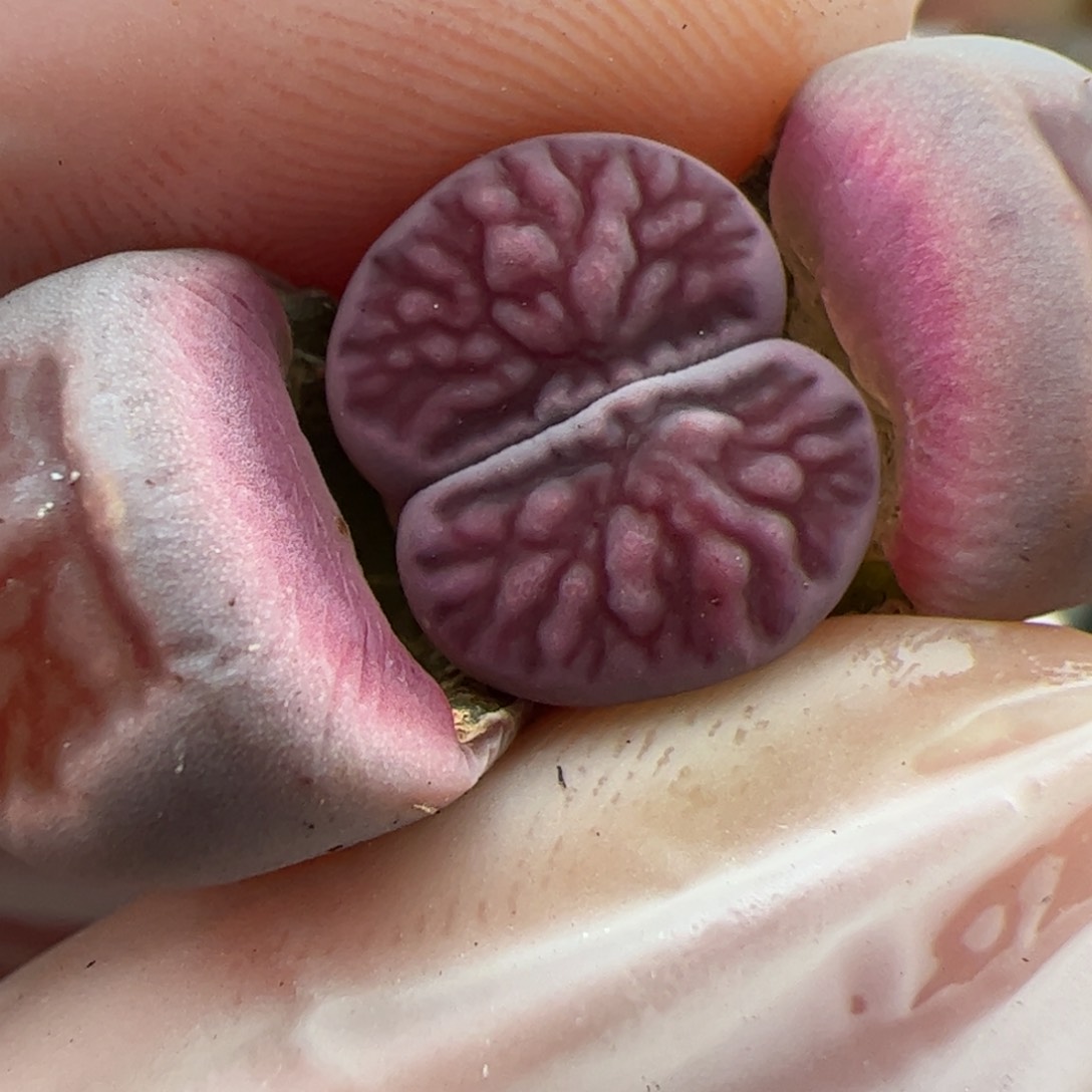 0714号 紫菊 多肉植物