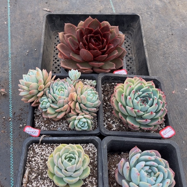 ?****红玫瑰千山雪吉娃娃橙梦露胖虎