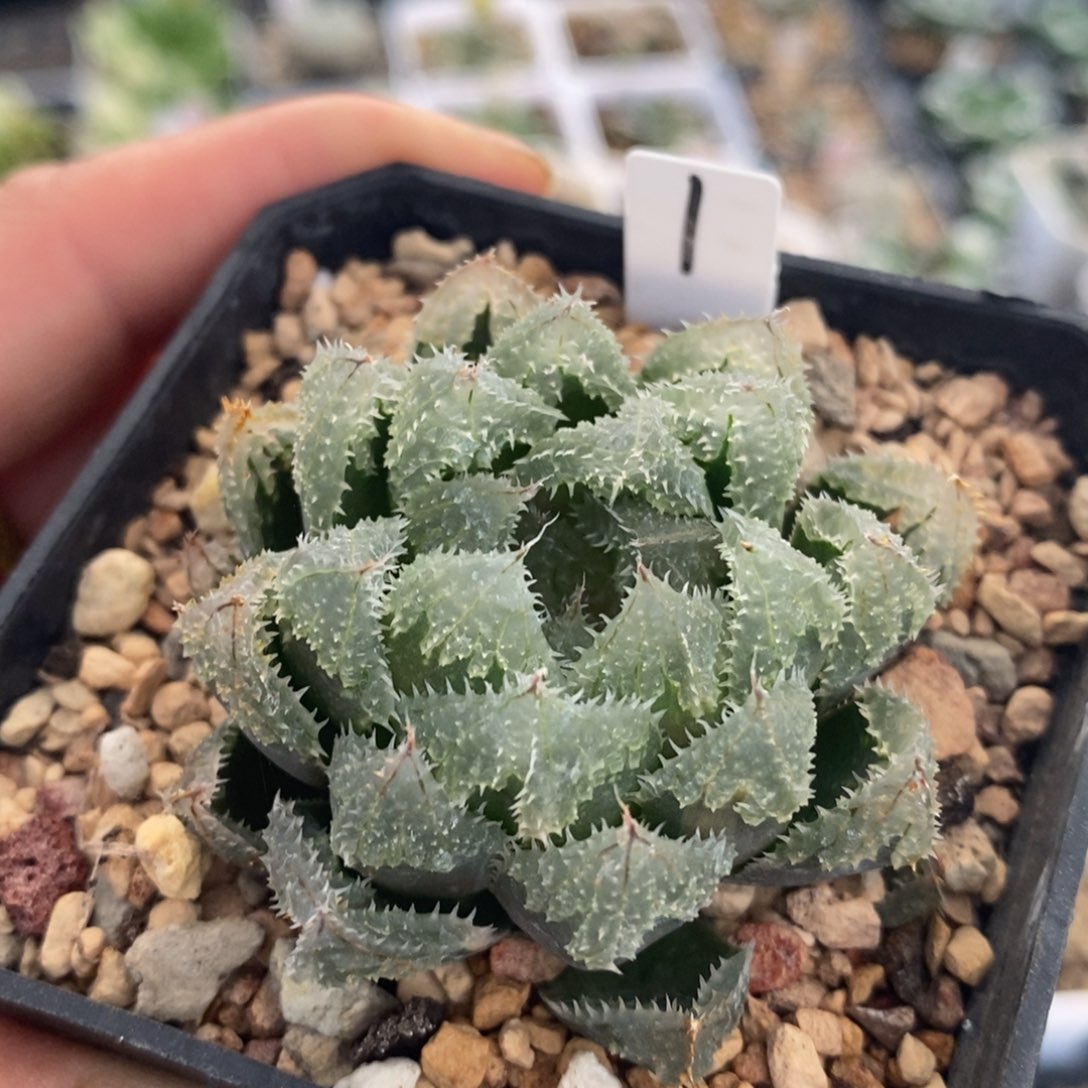 1黑白玄冰十二卷多肉