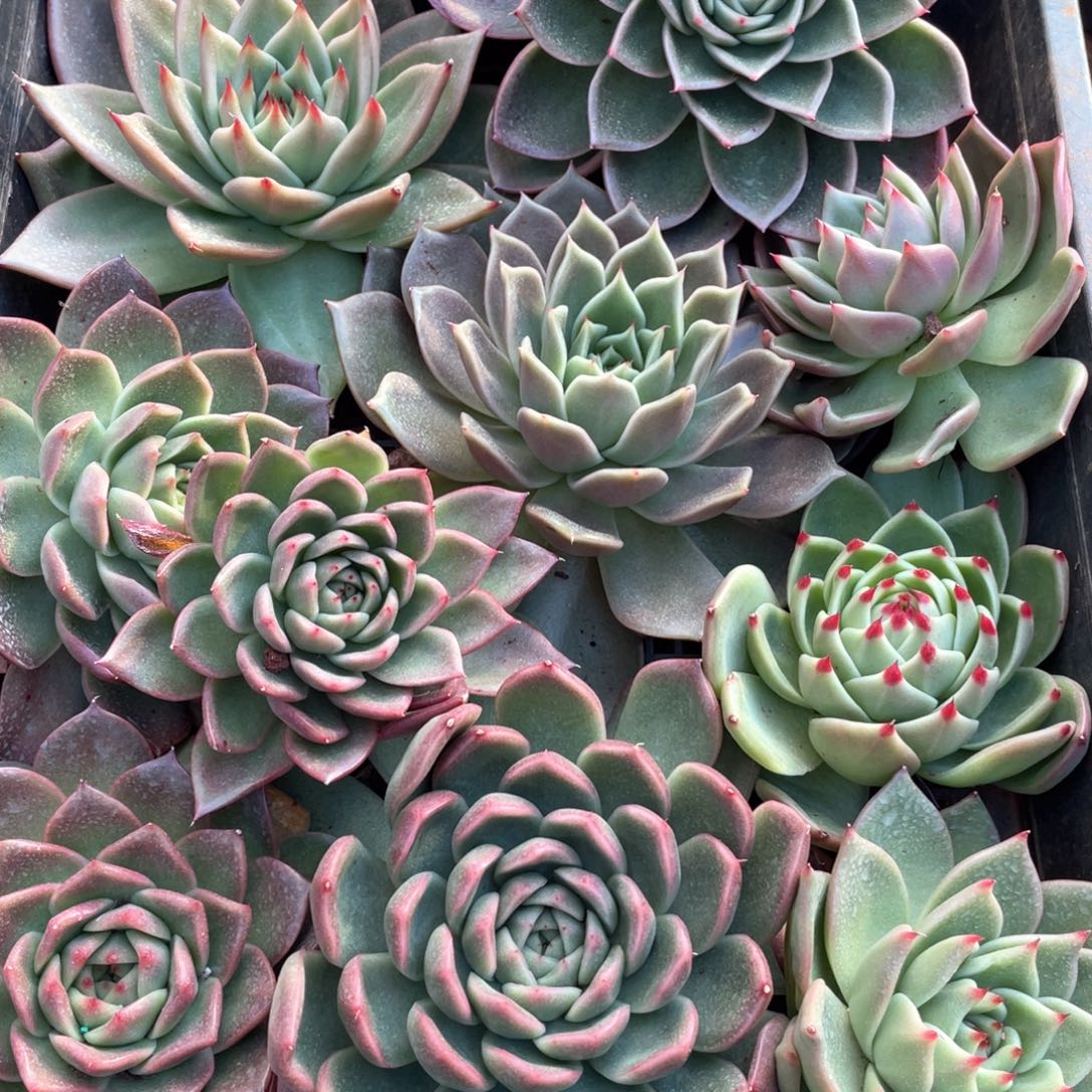 一筐特价福利不售后2710