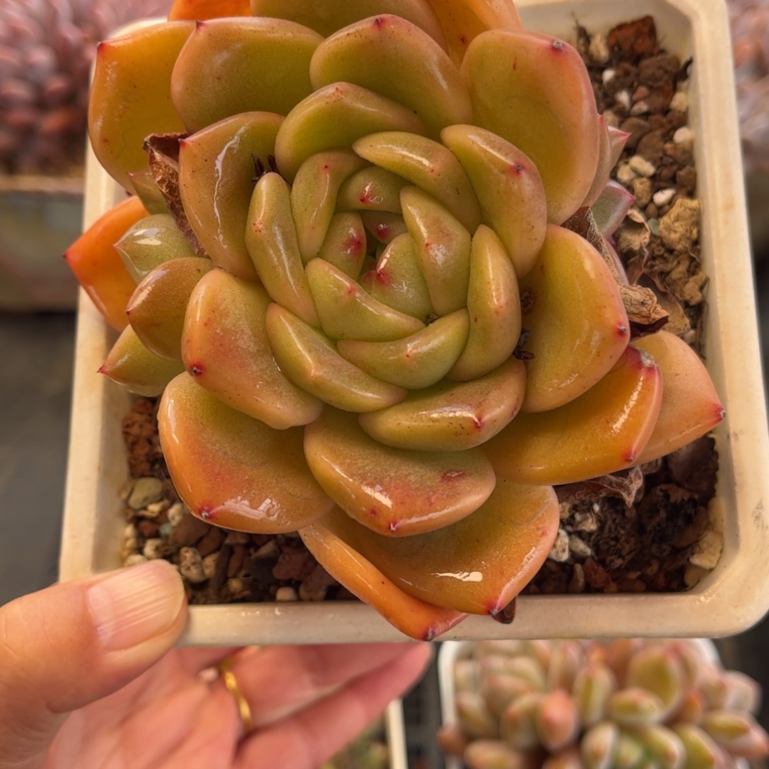 2010 满30包邮天冷必拍保温箱