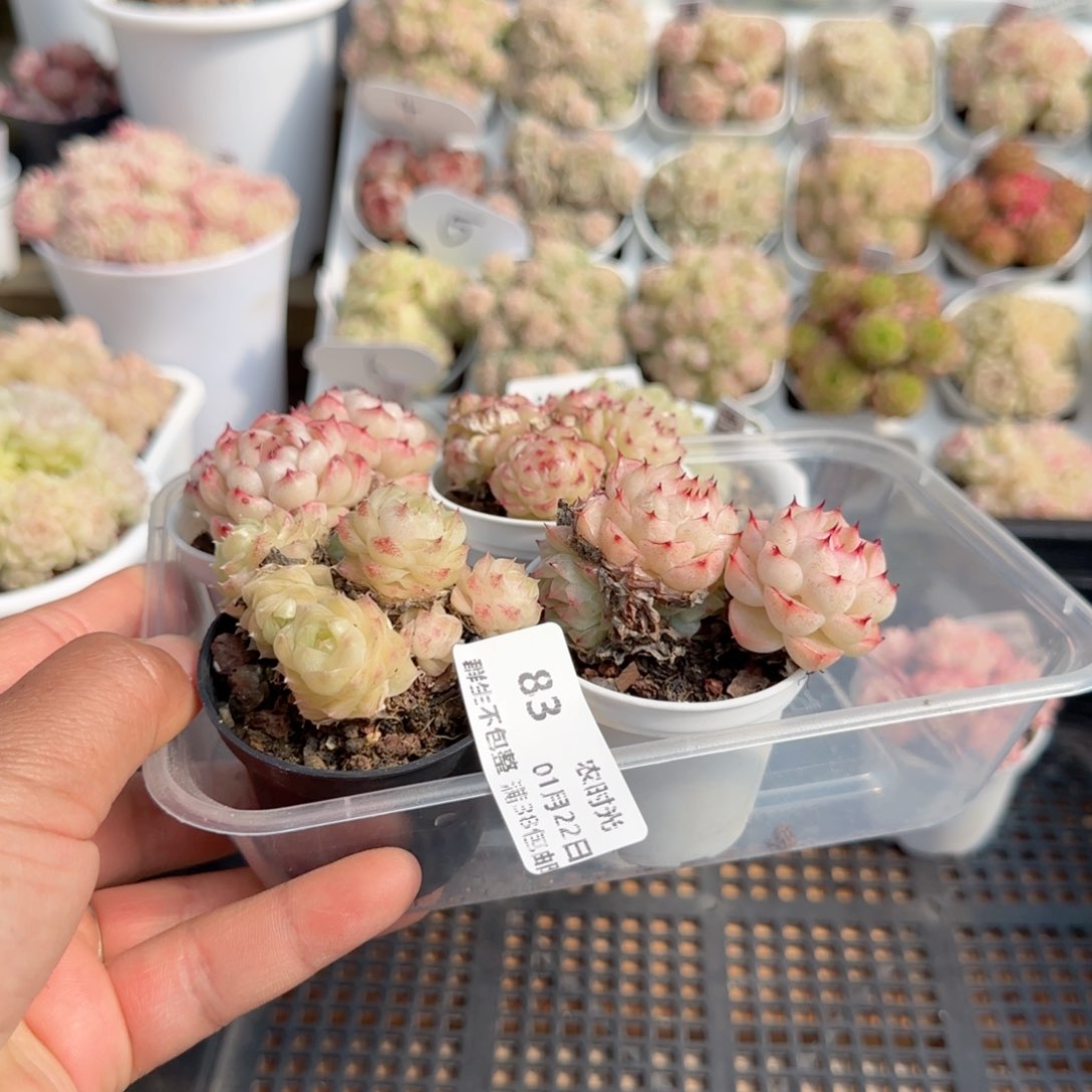 ?*【闪购商品】0122-83打包