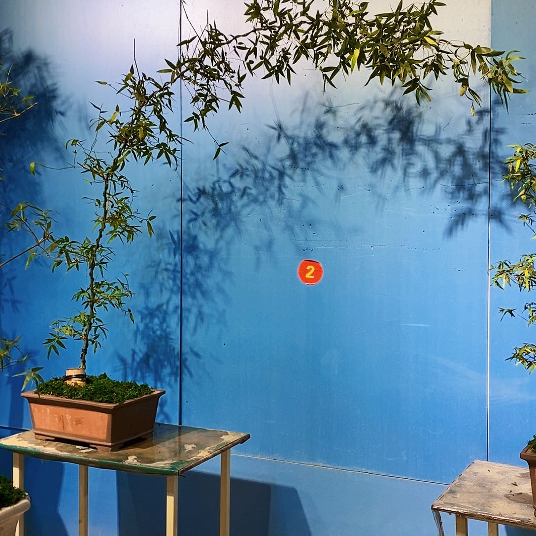 三****影小叶簕竹一物一拍