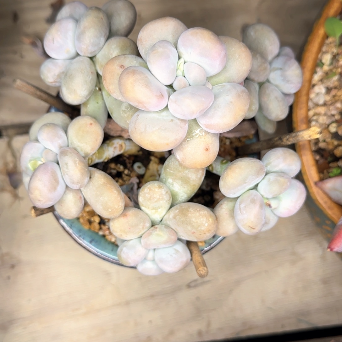 多肉植物多肉植物