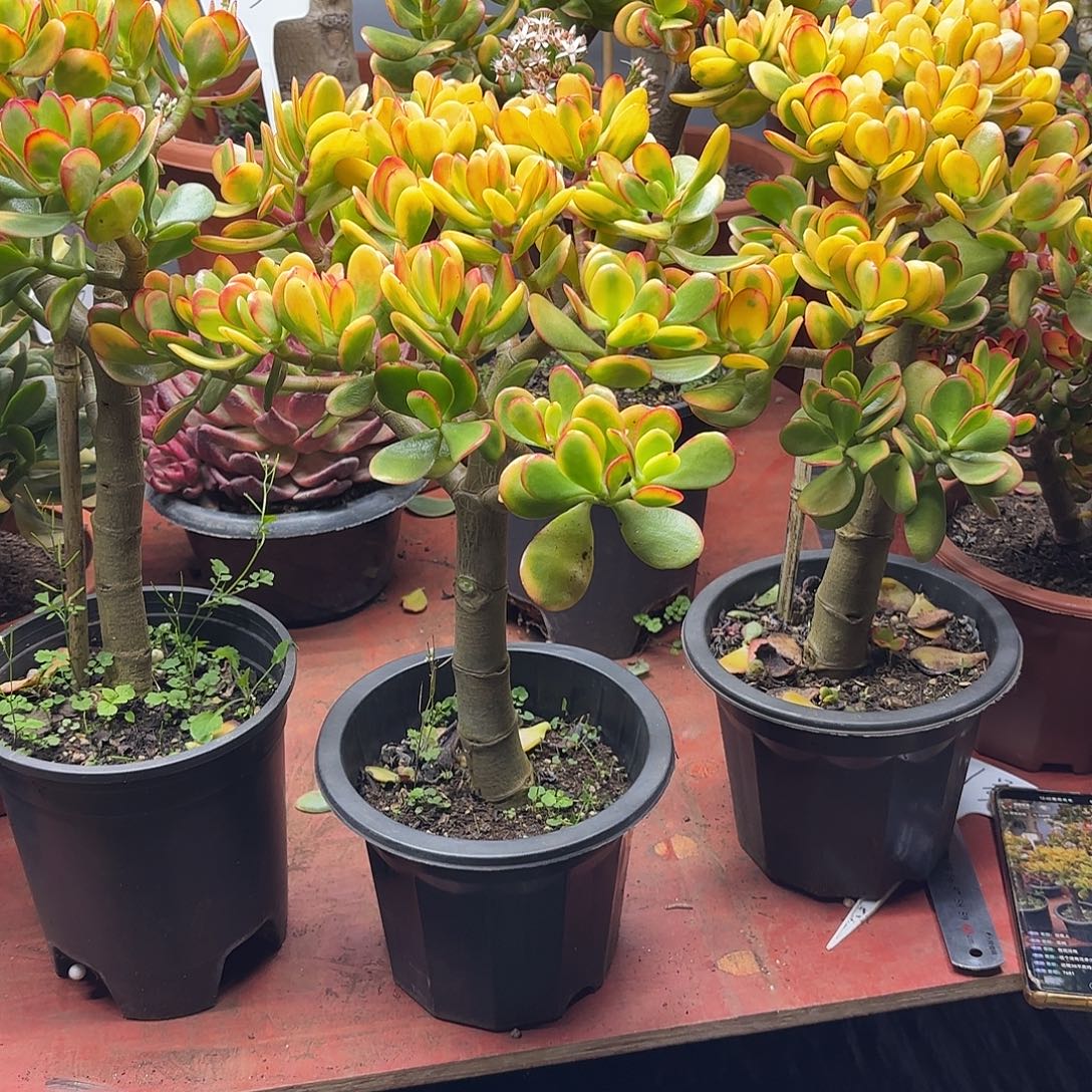 7681黄金花月带土球发货