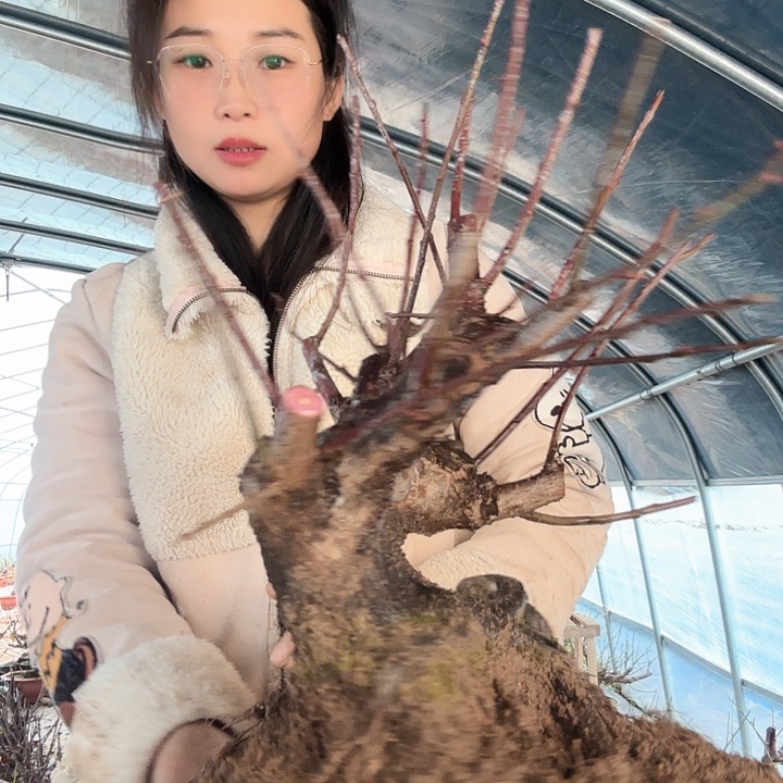 完全开放南京红须