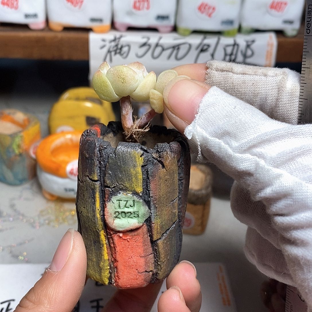 红陶拍5送一个小