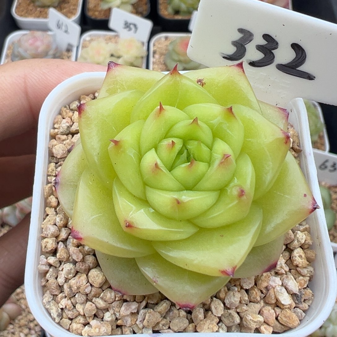 332号杜若珍妮 晗雨