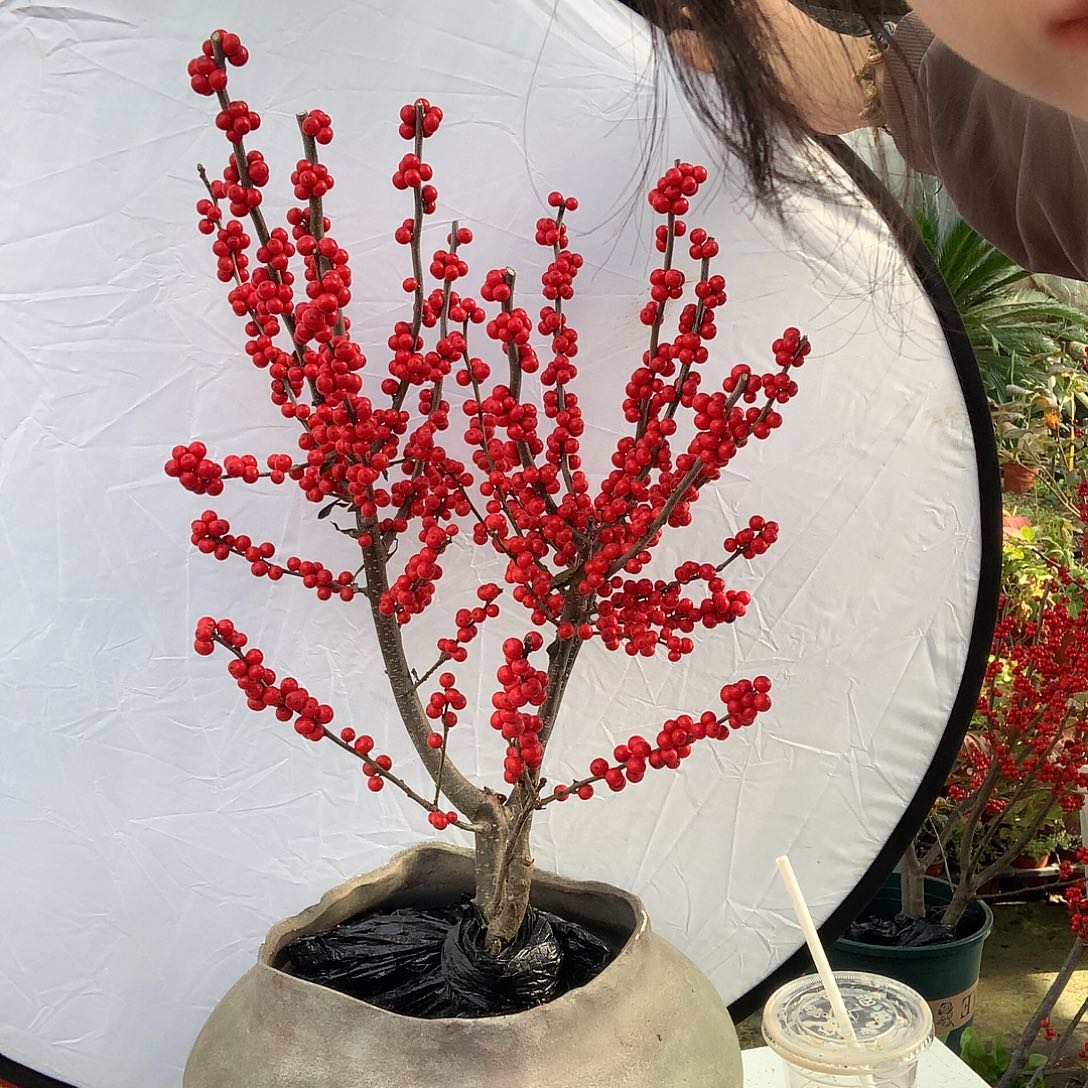 无花朵东红福利1qqqqw