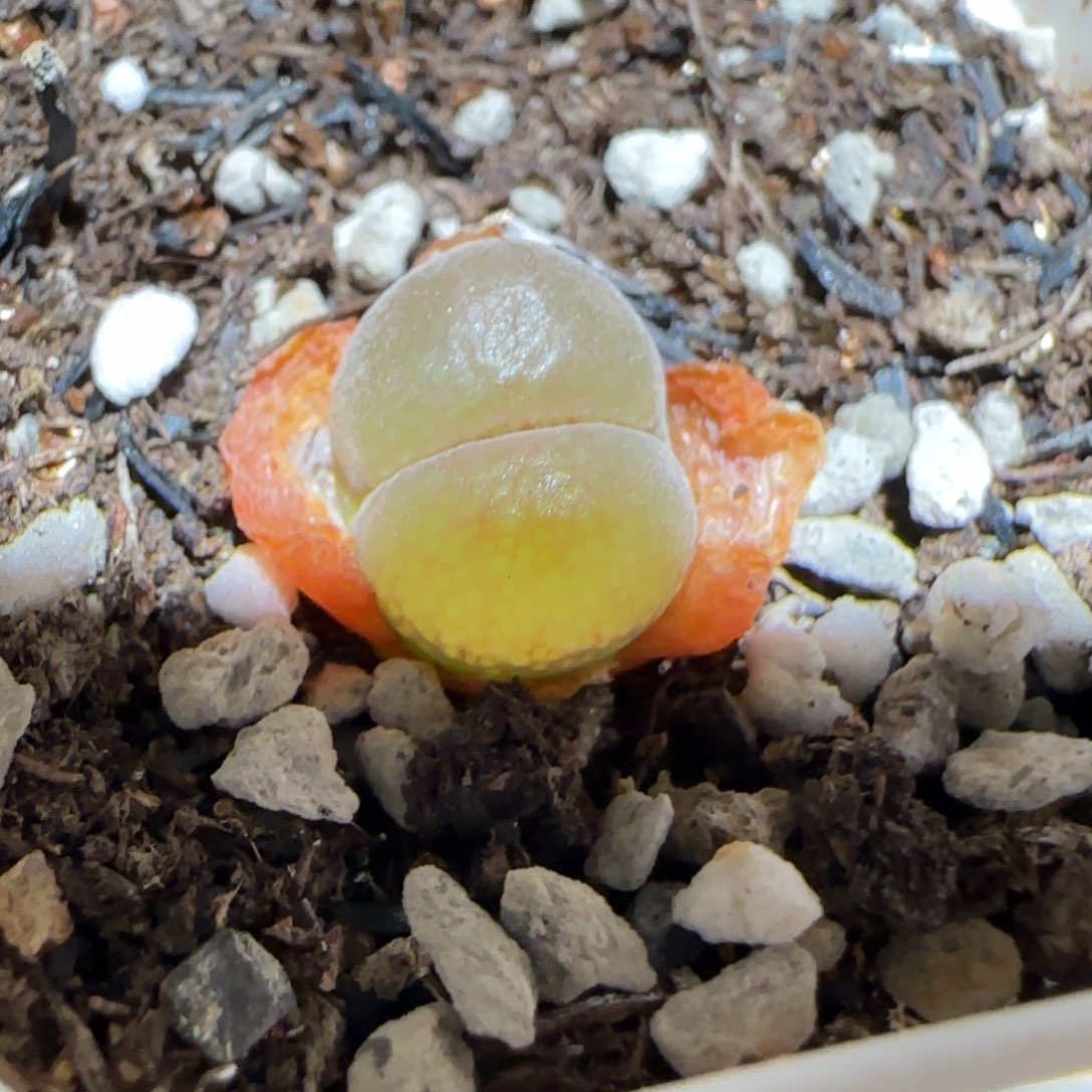 肉锥多肉植物百科-1804.7红风铃625