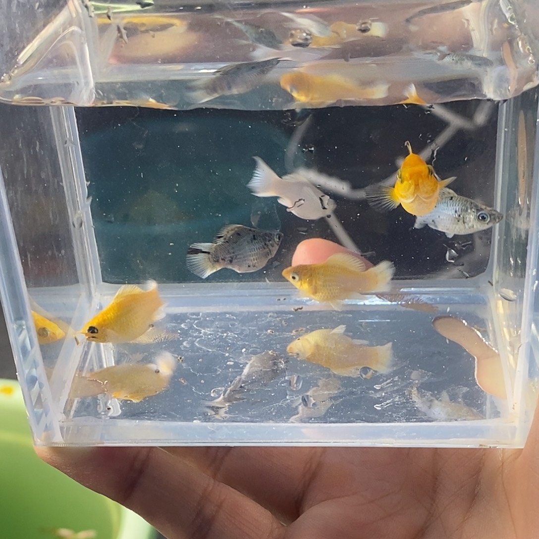 孔雀鱼玛丽苗子6条