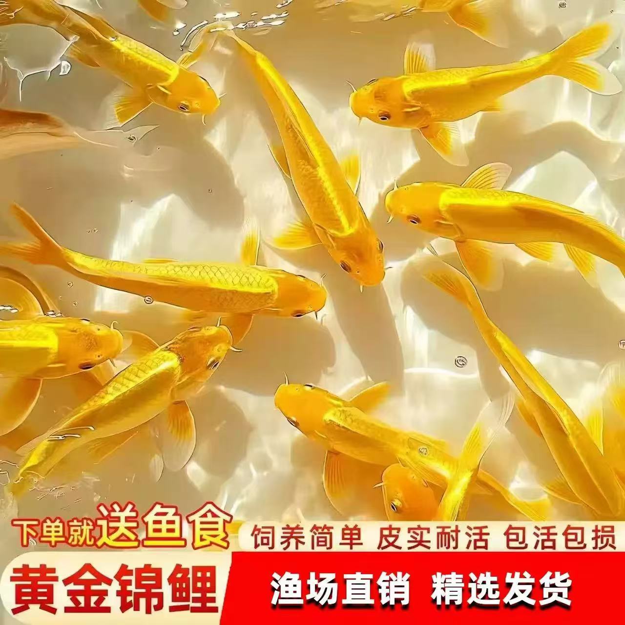 活体鱼黄金龙凤锦鲤观赏水族淡水饲养