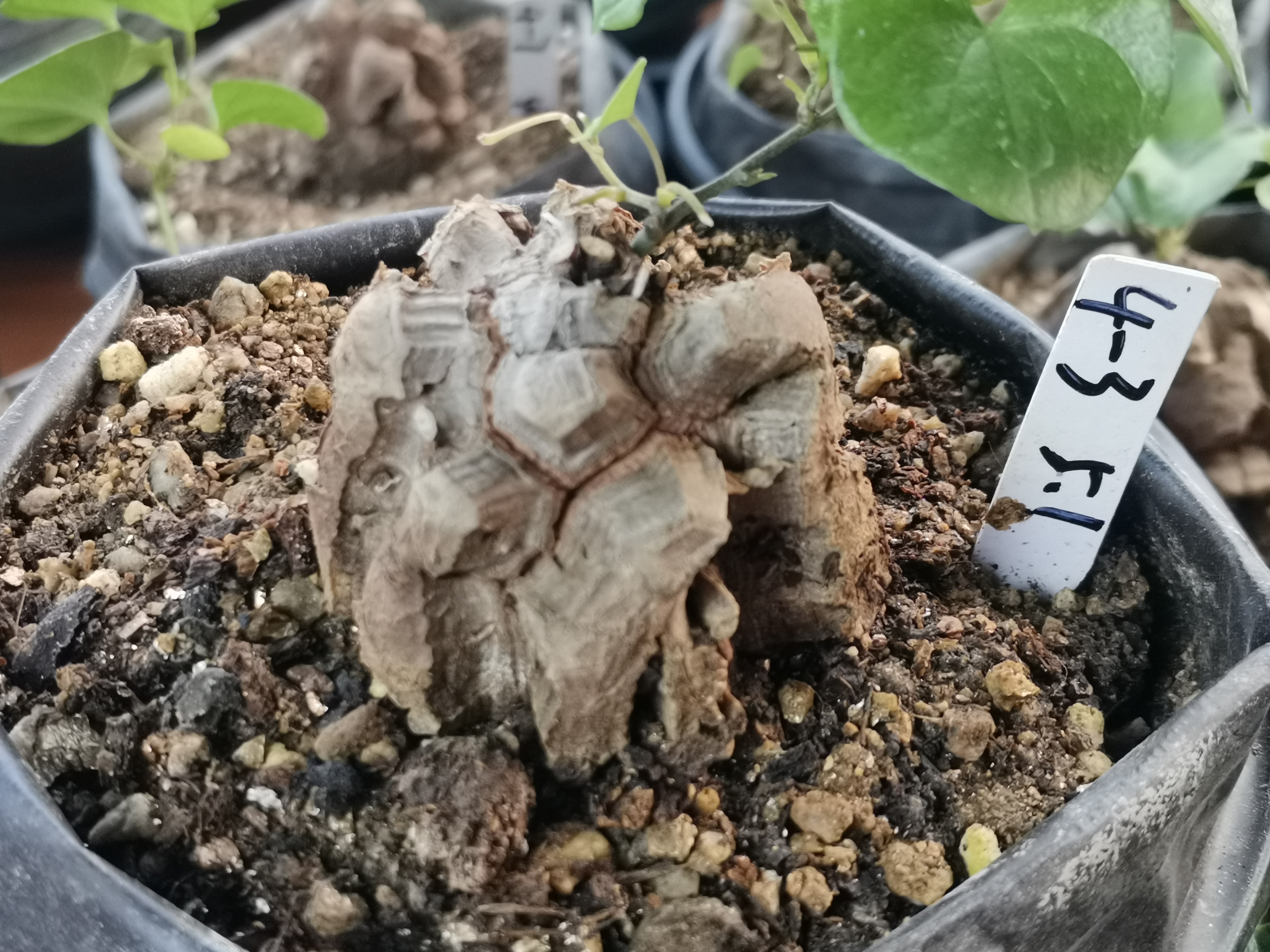 4-3南非块根植物龟甲龙