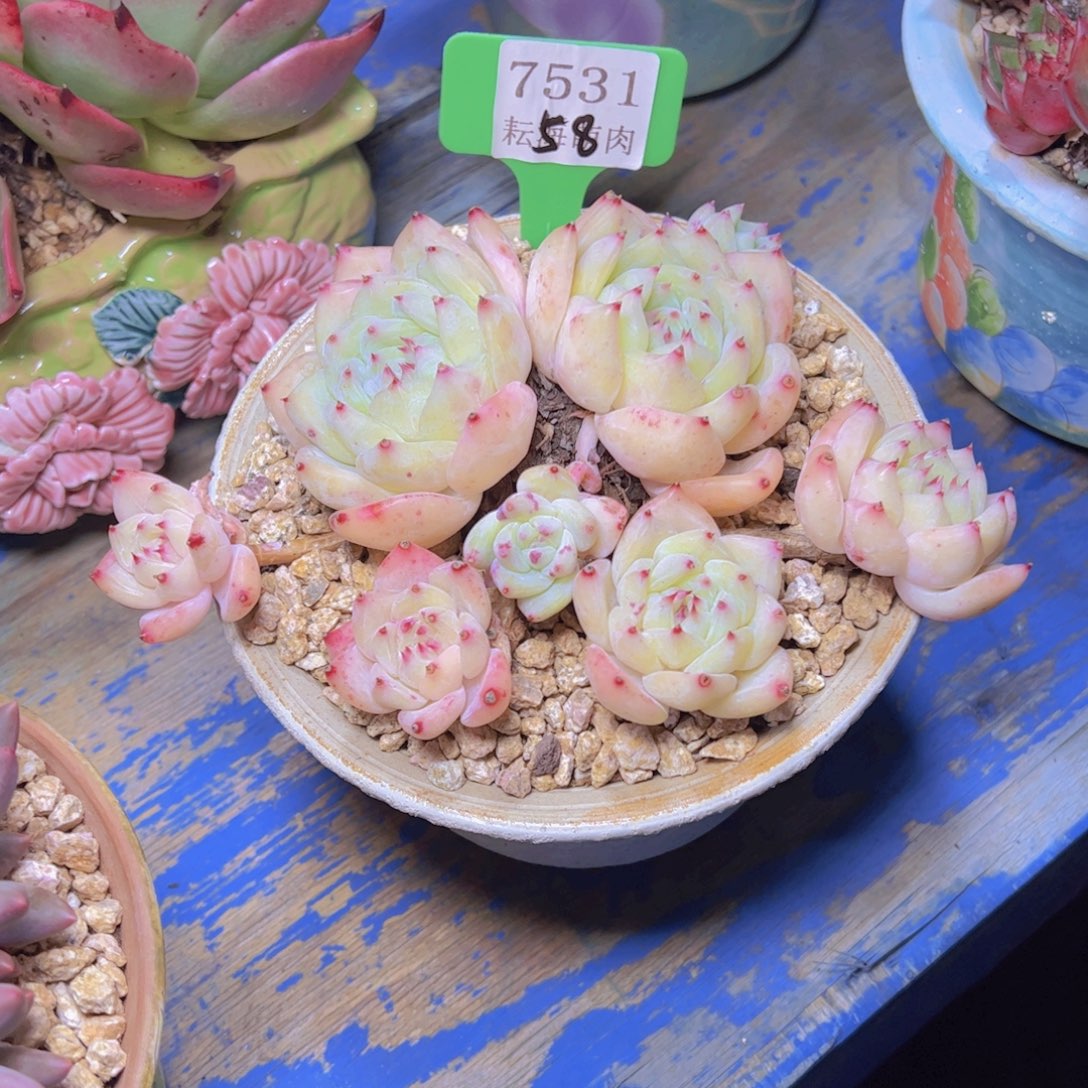 白拉糖7531多肉植物