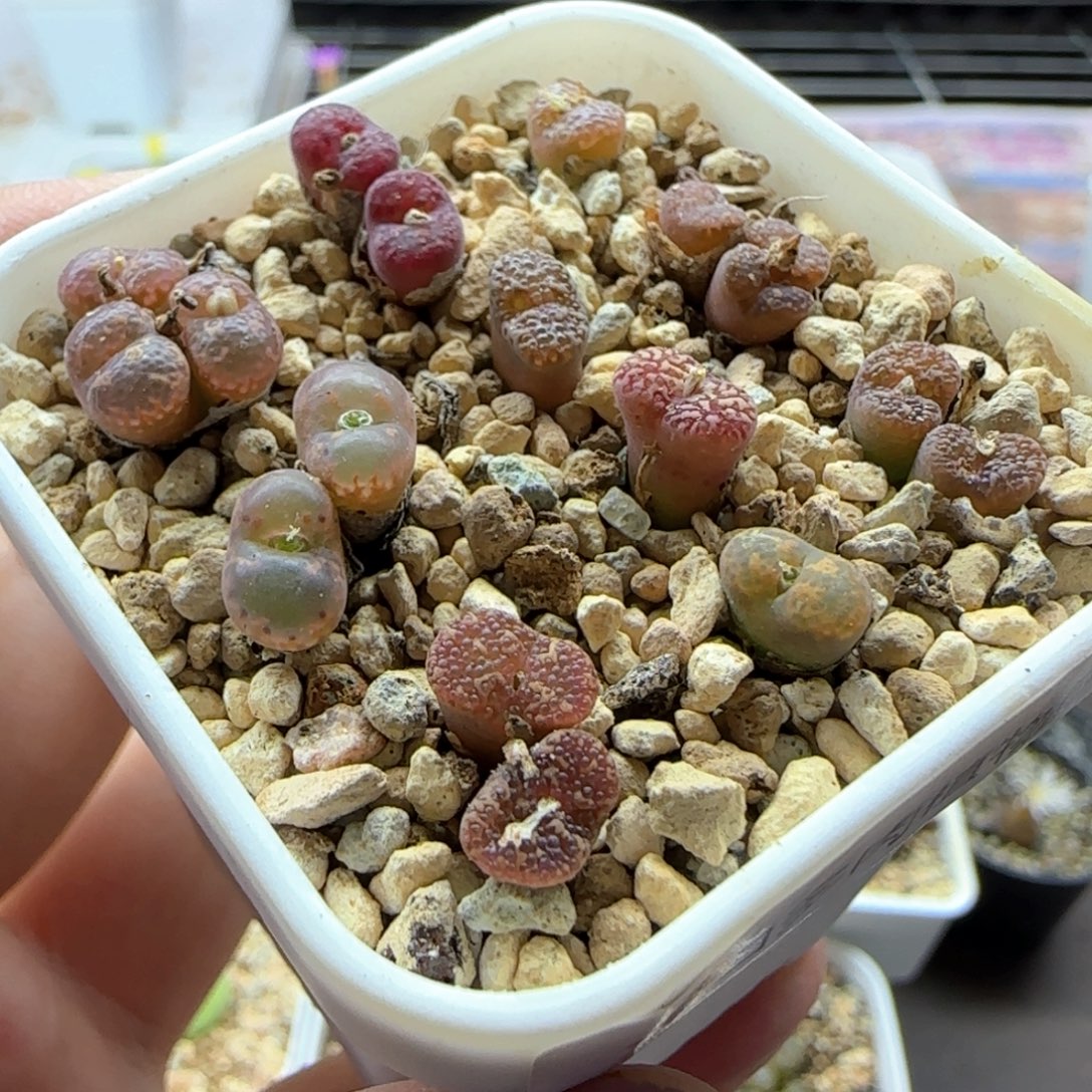 6225 大白多肉植物园