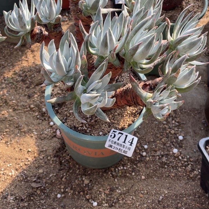 714号奥罗拉多肉植物