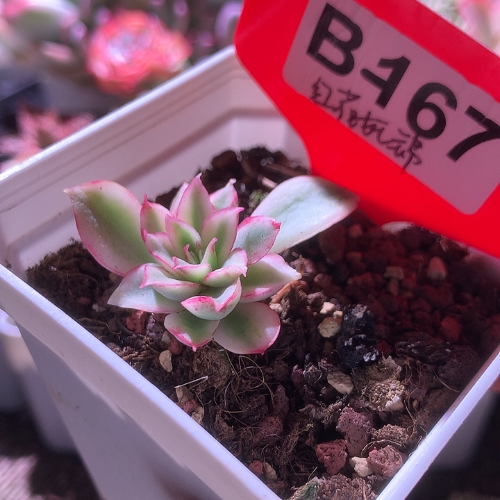 红花女王覆轮锦有根