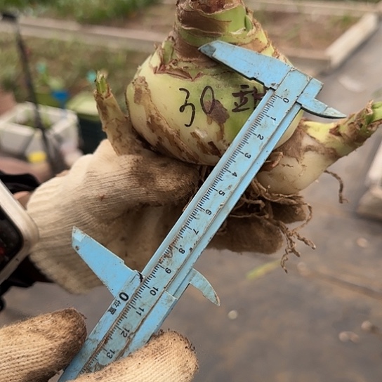 甜蜜妮芙30号8.5～9厘米左右带两个侧带花剑 开花包对版