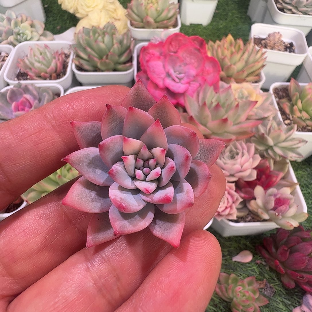 佳***乐多肉植物多肉植物