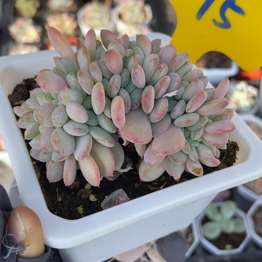 795粉珍妮缀多肉植物