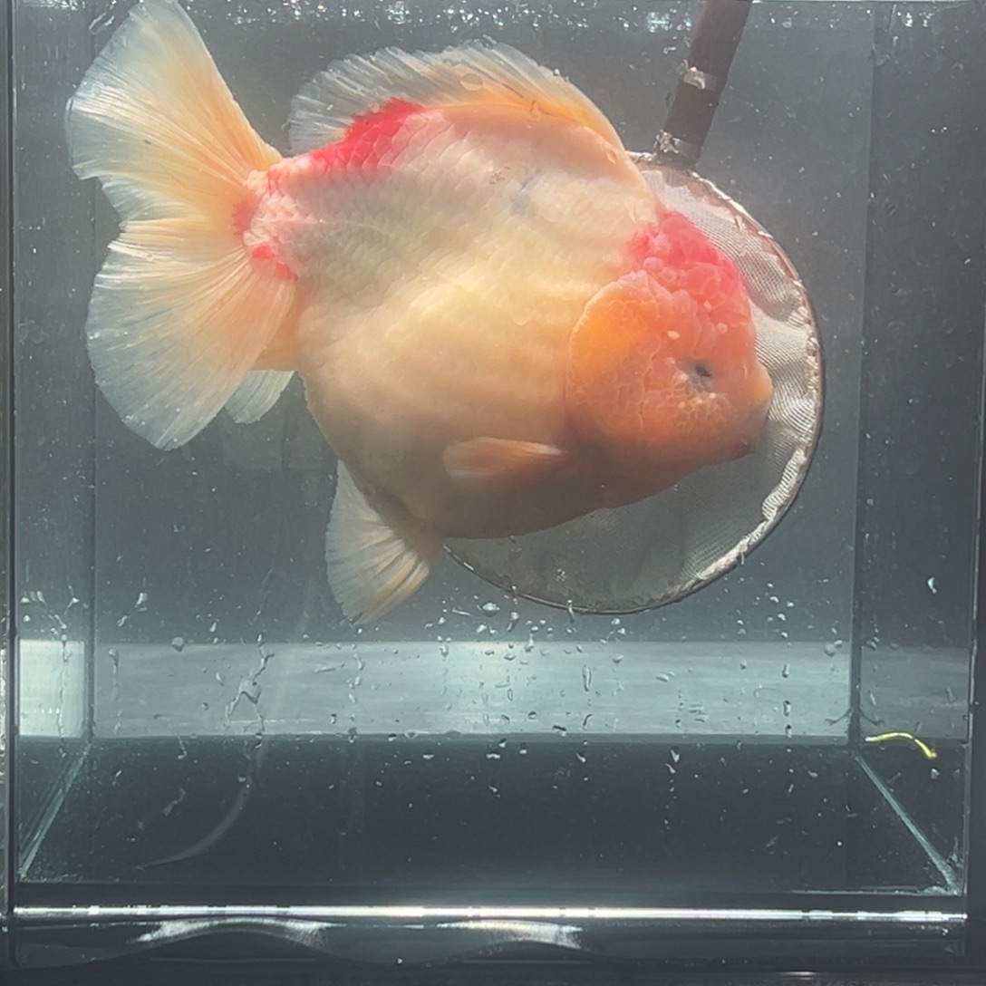 金鱼057。 8555669998