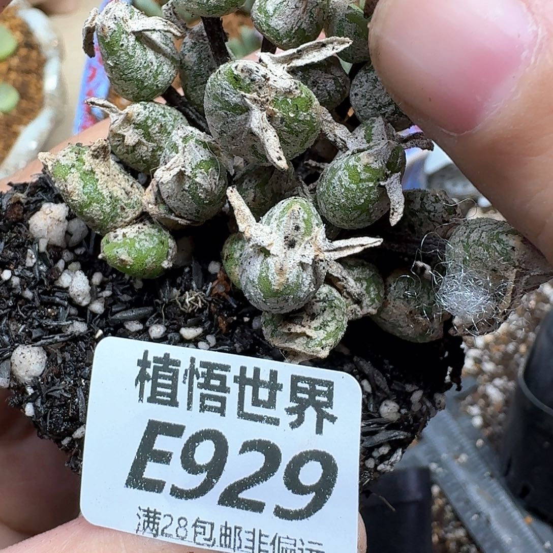多肉植物的人生ghb