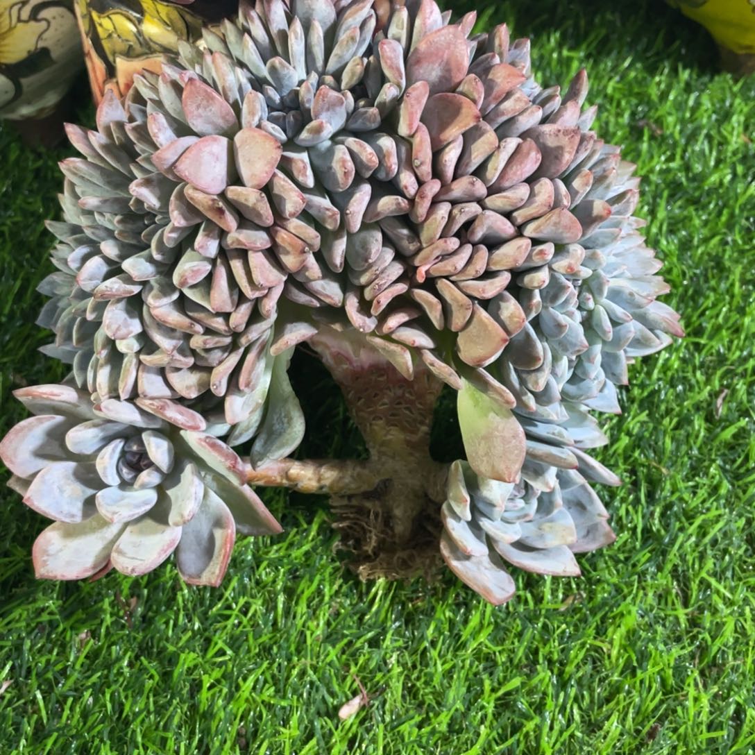 包***肉星影鸡腿包姐发货