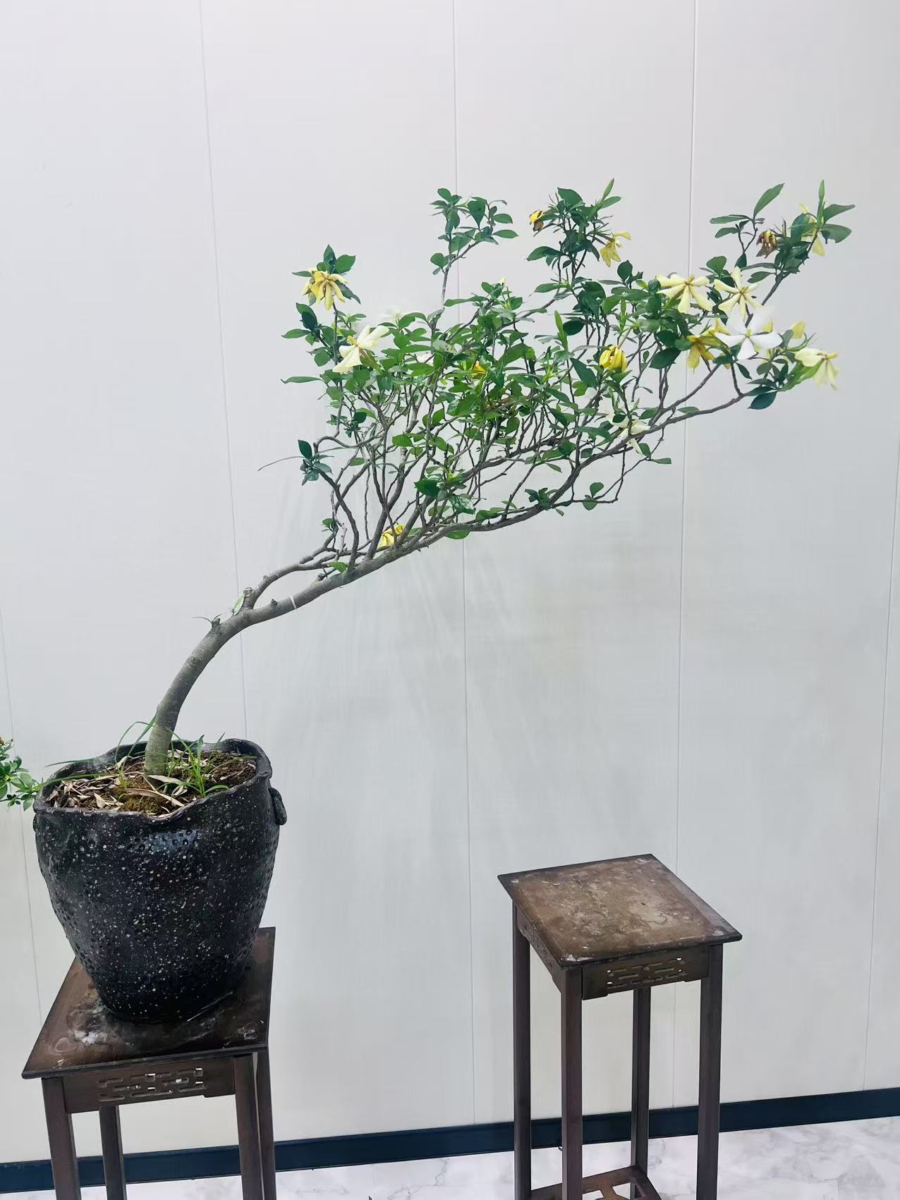 【雲庭｜海岛栀子花老桩意境盆景飘枝茶台装饰】高九十厘米，冠幅一米