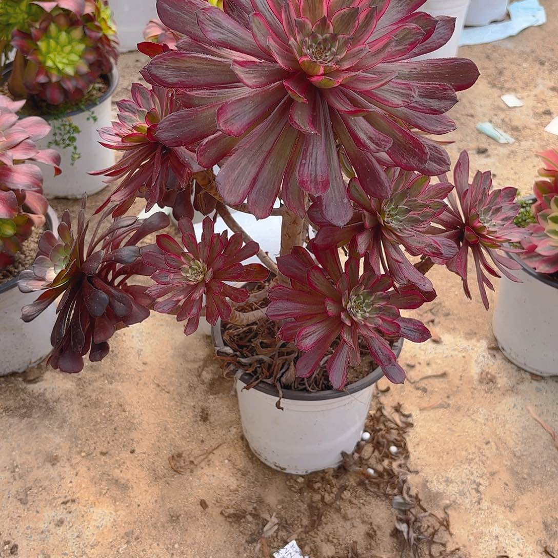 紫霞老庄多肉植物139