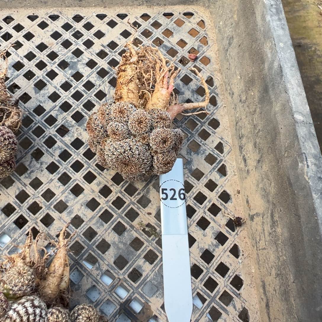 ****࿐沟宝山仙人球多肉植物526