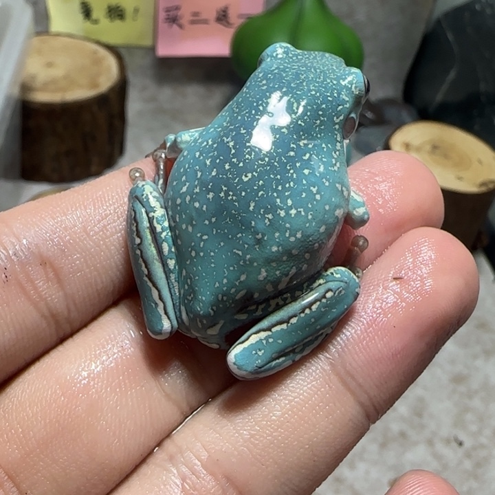 老爷树蛙10 魔鬼蓝暴雪