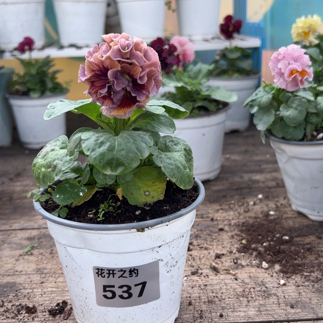 【闪购商品】完全开放537号