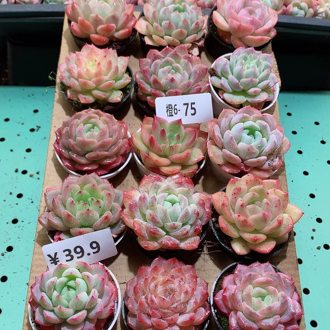 6-75一物一拍带盆18颗