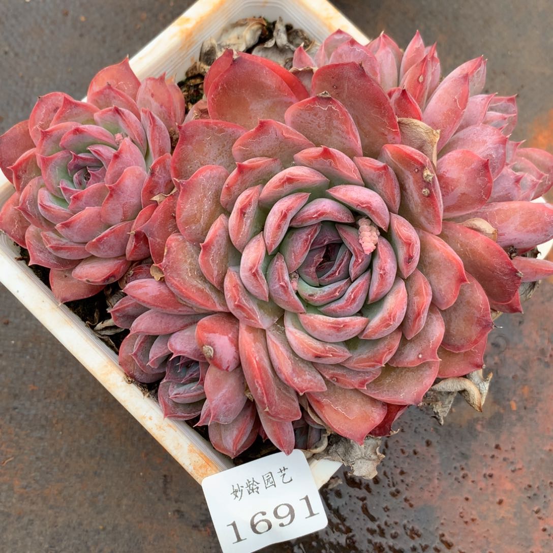 1691杂交精品基地15厘米