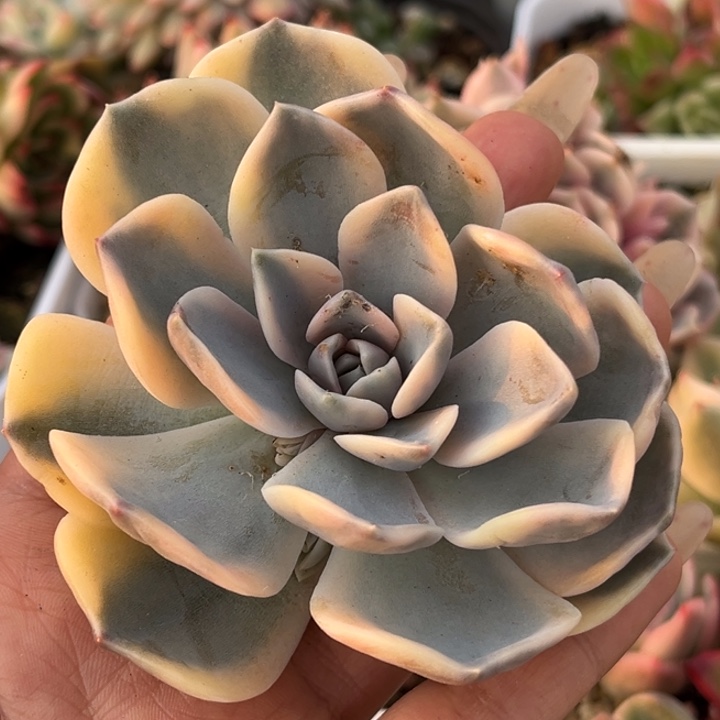 汉堡锦头盖一颗发货