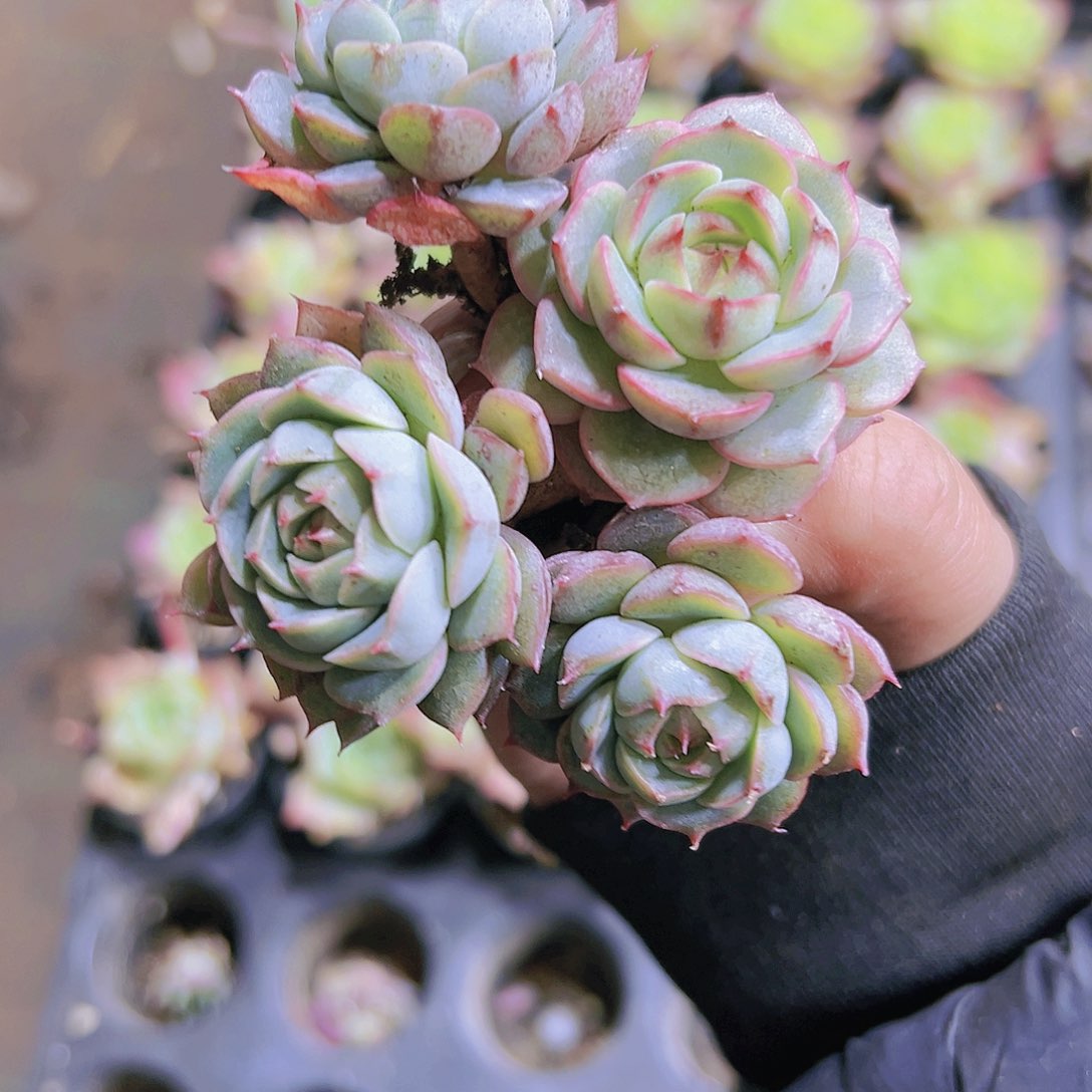 本巴4个19包邮多肉