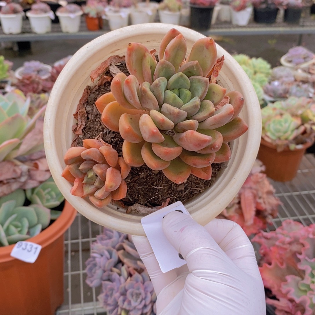 9333象牙多头一物一拍