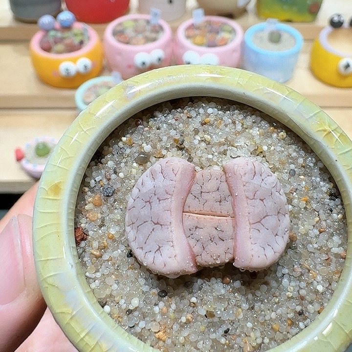 红陶蘑菇674拿铁