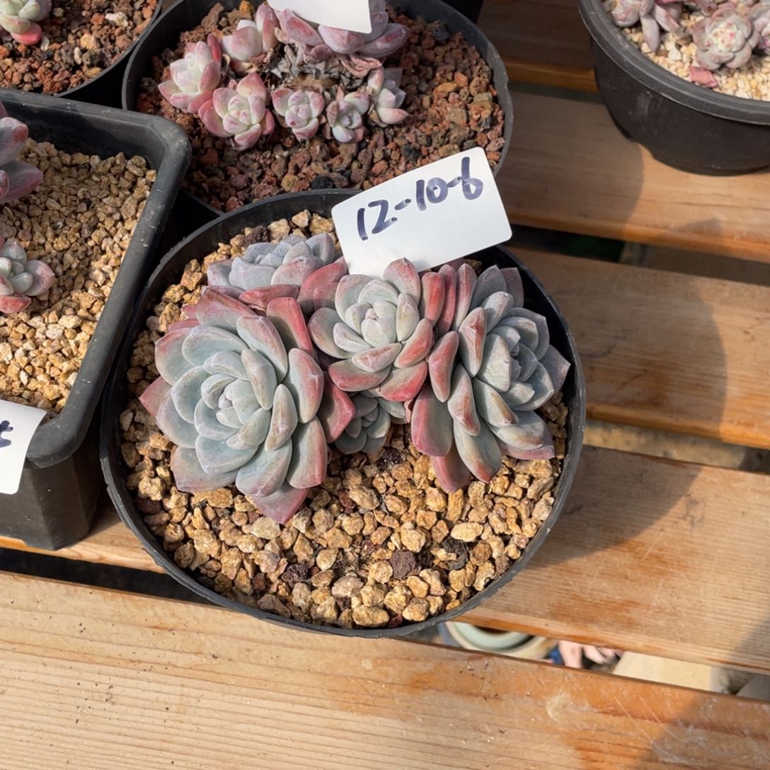 12-10-6静好多肉园艺